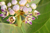 Nouakchott province, Mauritania: close-up of the flowers of the Calotropis procera plant, known as 'apple of Sodom' grows in the sand dunes of the Sahara desert - photo by M.Torres