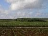 Mauritius / MRU: sugar-cane field (photo by Alex Dnieprowsky)(photo by A.Dnieprowsky)