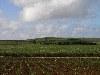 Mauritius / MRU: sugar-cane field (photo by Alex Dnieprowsky)(photo by A.Dnieprowsky)