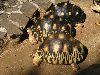 Mauritius - Vanilla farm: turtles (photo by Alex Dnieprowsky)(photo by A.Dnieprowsky)