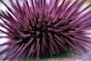 Mauritius: sea urchin (photo by W.Schipper)