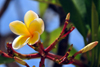 Mamoudzou, Grande-Terre / Mahore, Mayotte: white frangipani flower - Plumeria alba - photo by M.Torres