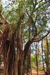 Dzaoudzi, Petite-Terre, Mayotte: banyan tree - photo by M.Torres