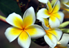 Dzaoudzi, Petite-Terre, Mayotte: plumeria flowers - frangipani - photo by M.Torres