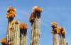 Mexico - Mexico - Sonora state: cactus blooms (photo by G.Frysinger)