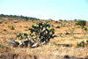 Mexico - The high desert (Guanajuato): cactus (photo by R.Ziff)