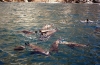 Mexico - Sonora state: seals (photo by G.Frysinger)