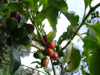 Mexico - Xalapa  (estado de Veracruz-Llave):  coffee tree and coffee beans / caf (photo by A.Caudron)