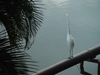 Mexico - Tabasco: bird on the lagoon (photo by A.Caudron)