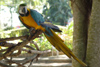 Mexico - Tabasco - Yumka Ecological park: parrot (photo by A.Caudron)