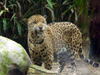 Mexico - Tabasco - Yumka Ecological park: angry jaguar - Panthera onca (photo by A.Caudron)