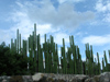 Mexico - Mitla: cactus barrier (photo by A.Caudron)