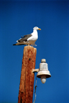 Mexico - Bahia De Los Angeles (Baja California): seagull on pole - photo by G.Friedman