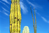 Mexico / Mexiko - Bahia De Los Angeles (Baja California): cacti and sky - cactus - photo by G.Friedman