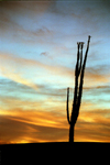 Mexico / Mexique - Bahia De Los Angeles (Baja California): cactus - sunset - red sky over the desert - photo by G.Friedman