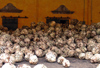 27  Mexico - Jalisco state - Tequila - Cuervo destilery - agave pias in front of the ovens - photo by G.Frysinger