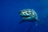 Guadalupe Island, Baja California, Mexico: Great white shark - Carcharodon carcharias - front view - showing teeth by D.Stephens