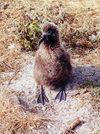 Midway Atoll - Sand island: Black-footed chick - birds - fauna - wildlife - photo by G.Frysinger