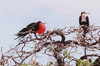 Midway Atoll - Sand island: Great Frigatebird - Fregata minor - birds - fauna - wildlife - photo by G.Frysinger