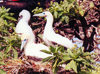 Midway Atoll - Sand island: birds: Red footed booby - Sula sula - birds - fauna - wildlife - photo by G.Frysinger
