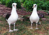 Midway Atoll - Sand island: birds - pair of Laysan albatrosses - photo by G.Frysinger