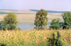 Moldova / Moldavia - Besalma: corn fields by the lake - photo by M.Torres