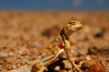 Gobi desert, southern Mongolia: small lizard - photo by A.Ferrari