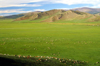 Khorgo-Terkhiin Tsagaan Nuur NP, Arkhangai Province, Mongolia: sheep dot the landscape - plains and the Khangai Mountains - photo by A.Ferrari