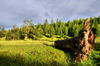 Khvsgl province, Mongolia: big trunk, in the hills near Mrn - photo by A.Ferrari