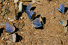 Khvsgl lake / Nuur, Khvsgl province, Mongolia: butterflies, in the mountains surrounding the lake - photo by A.Ferrari