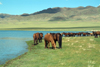 Mongolia - Ureg lake, Uvs province: horses grazing - photo by A.Summers