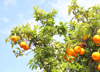 Morocco / Maroc - Rabat: orange-tree - photo by J.Kaman