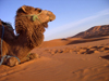 Morocco / Maroc - Erg Chebbi: contemplative dromedary - desert - photo by J.Kaman