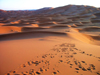 Morocco / Maroc - Erg Chebbi: dunes of the Sahara desert - camel tracks - photo by J.Kaman