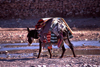 Morocco / Maroc - Ait Benhaddou / At Ben Haddou: donkey with blankets - Ouarzazate River - photo by F.Rigaud