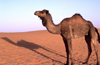 Morocco / Maroc - Merzouga: a camel and its shadow - photo by F.Rigaud