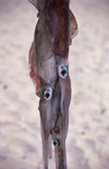 Mozambique / Moambique - Pemba: squids hanging on the beach / lulas - photo by F.Rigaud