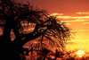 Pemba / Porto Amlia, Cabo Delgado, Mozambique / Moambique: baobab tree silhouette at sunset - Adansonia digitata and red sky / silhueta de um embondeiro ao pr do sol - photo by F.Rigaud