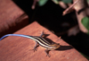 Pemba / Porto Amlia, Cabo Delgado, Mozambique / Moambique: small lizard / lagartixa - photo by F.Rigaud