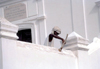 Ilha de Moambique / Mozambique island:  mulher caiando a igreja de N.S. da Saude (photo by Francisca Rigaud)