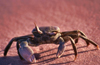 Mozambique / Moambique - Benguerra: crab on the sand - National Park / carenguejo - photo by F.Rigaud