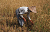 Myanmar - Toungoo, Bago division: rice farmer at work - Asia - agriculture - photo by W.Allgwer - Wichtigster Wirtschaftszweig von Myanmar ist die Landwirtschaft. Etwa 30 % der Landflche ist landwirtschaftlich nutzbar, aber nur die Hlfte davon wird bea