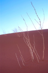 Namib Desert - Sossusvlei, Hardap region, Namibia, Africa: dead weeds on sand dune - photo by B.Cain