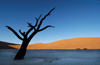 Namib desert - Deadvlei - Hardap region, Namibia: single silhoutted dead tree, dune backdrop - photo by B.Cain