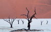 Namib desert - Deadvlei - Hardap region, Namibia: dead trees on dry salt pan - photo by B.Cain