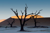 Namib desert - Deadvlei - Hardap region, Namibia: Dead trees,orange crescent dune - photo by B.Cain