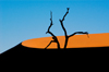 Namib desert - Deadvlei / Dead Vlei - Hardap region, Namibia: silhouetted tree, orange crescent dune - photo by B.Cain