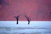 Namib desert - Deadvlei - Hardap region, Namibia: Deadvlei Two dead trees on salt pan, dune backdrop - photo by B.Cain