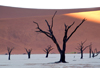 Namib desert - Deadvlei - Hardap region, Namibia: dead trees on salt pan, sun just rising - photo by B.Cain