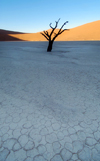 Namib desert - Deadvlei - Hardap region, Namibia: lone tree on crackled salt pan - photo by B.Cain